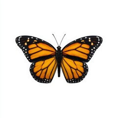 Close up of a monarch butterfly with orange and black wings on white background