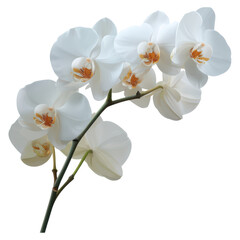 Elegant White Orchid Flower Arrangement with Delicate Petals, isolated on transparent background.