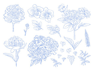 Flower Line Art Blue Color Hand Drawn Bundle Set with Leaves