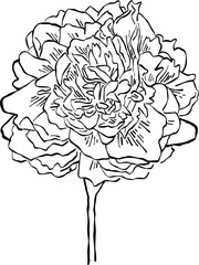 Flower and Leaf Line Art Black Color Hand Drawn Sketch Style for coloring book