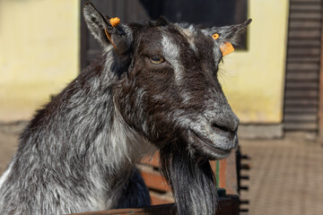 Black domestic goat in petting zoo.