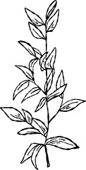 Flower and Leaf Line Art Black Color Hand Drawn Sketch Style for coloring book
