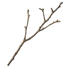 Twig against dark background