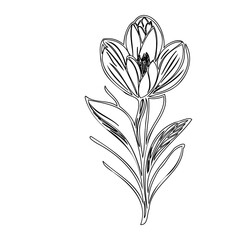 Elegant tulip sketch with delicate lines creating a botanical beauty illustration