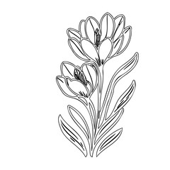 Elegant contour drawing showcases a pair of blooming crocus flowers in graphic design