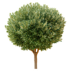 Green Round Tree with Dense Foliage Isolated on a White Background, isolated on transparent background.