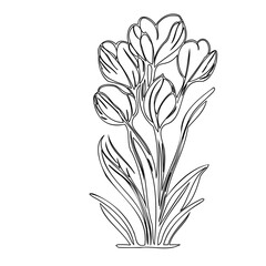 Elegant botanical sketch: Blossoming crocus illustration in minimalist line art