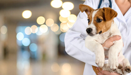 Un cachorro de perro en brazos de un profesional veterinario en una clinica veterinaria luminosa