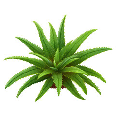 Lush Green Aloe Vera Plant with Sharp Spiky Leaves Close-Up View, isolated on transparent background.