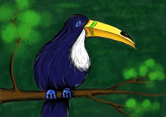 toucan on a branch