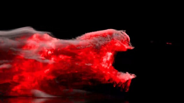 Wild Flame Logo Reveal