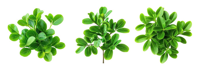 green bush set isolated on transparent background