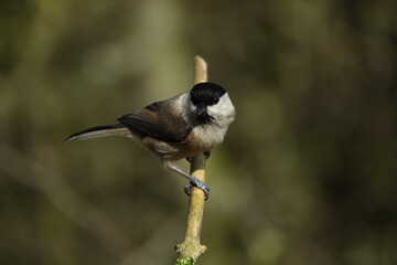 willow tit (Poecile montanus) beautiful British wild birds