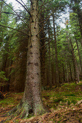 Naklejka premium Tree trunk in mossy forest