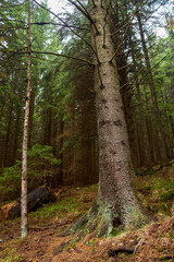 Tree trunk in mossy forest