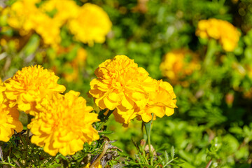 鮮やかに咲くマリーゴールドの花