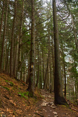 Obraz premium Autumn forest trail with large trees