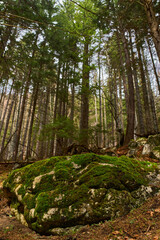 Mossy rocks in pine forest