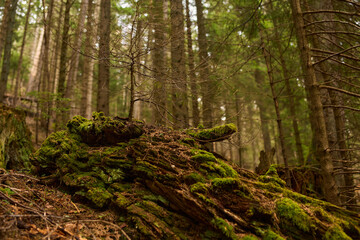 Mossy decaying log on forest slope