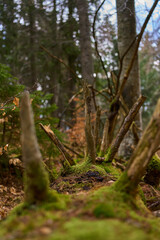 Decaying mossy trunk with jagged limbs