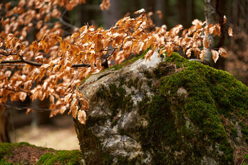 Moss-covered rock in forest clearing