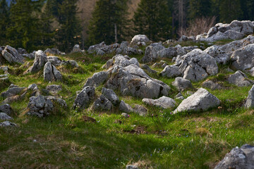 Rocky alpine meadow with forest and distant hills