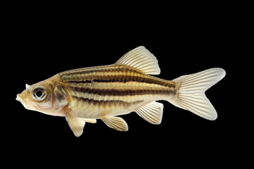 Vibrant Zebra Fish in Clear Water