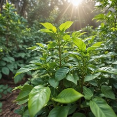 Obraz premium green tea leaves, green leaves in the garden, green leaves in the forest