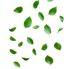 Fototapeta premium photo green leaves falling separately on a white background