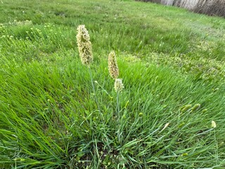 Phalaris aquatica flowering plant in the field. Close-up. Common names bulbous canary-grass and...