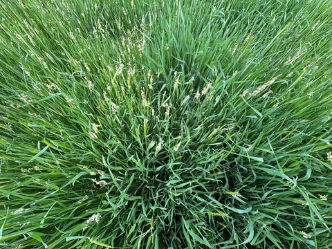 Alopecurus myosuroides grass in bloom. Close-up. It is also known as slender meadow foxtail, black-grass, twitch grass, fine fescue foxtail and black twitch. Annual grass native to Eurasia.
