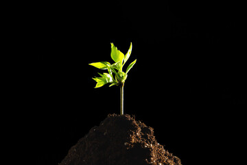 Green sprout grows from the ground. Young sprout on black background.