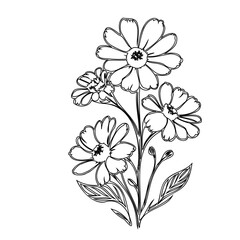 Delicate floral sketch: A minimalist botanical illustration of daisy blossoms
