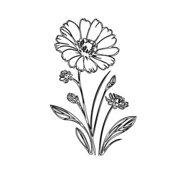 Delicate Floral Outline: Hand-Drawn Botanical Illustration of a Blooming Flower