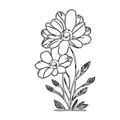 Detailed floral line art illustration of blooming daisies on white background