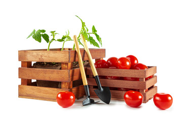 Tomato seedlings in peat pots, tomato fruits in wooden box and garden tools.