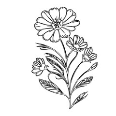 Floral Sketch: Delicate Blossom Arrangement with Intricate Line Work Detailing