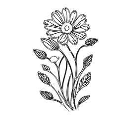 Delicate floral arrangement showcasing a hand-drawn botanical design, artistic rendition