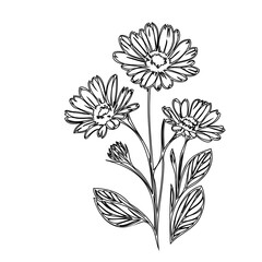 Elegant floral design showcasing intricate line art of daisies on white background
