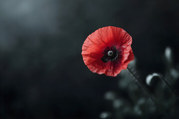 Bright red poppy flower against a dark background Generative AI