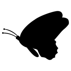 Elegant Side Profile Butterfly Silhouette Photo – Minimalist Nature Art with Closed Wings