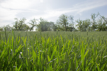 Vast Green Wheat Field Under a Bright Sky | Scenic Landscape of Young Wheat Crop | Agricultural Field of Growing Wheat