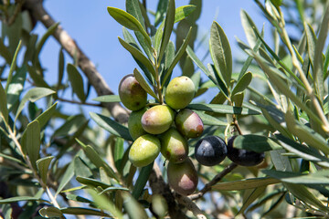 Close up of the fruit of an olive tree (Olea europaea) between green leaves of the tree and background of a blue sky with selected focus