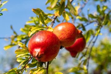 Close up of the bright orange and red pomegrenate (Punica Granatum) between green leaves of the tree and background of a blue sky with selected focus