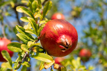 Close up of the bright orange and red pomegrenate (Punica Granatum) between green leaves of the tree and background of a blue sky with selected focus
