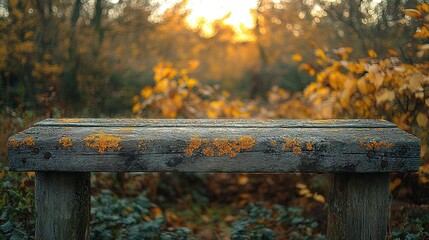 Rustic Wooden Bench with Orange Lichen in Autumn Forest at Sunse
