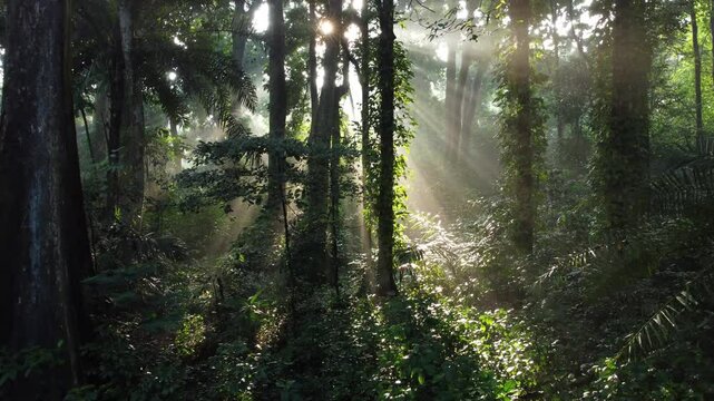 Forest tree. Tropical Forest or Rain Forest. Walk through dense forests as the sun scans the trees in summer. The rays reached the green forest. Cifor, Forestry Research IPB University, Indonesia.