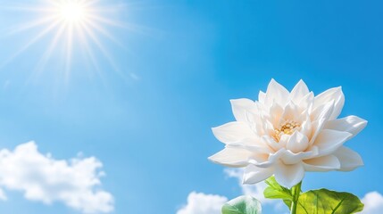 A beautiful white flower blooming under a bright sun in a clear blue sky with fluffy white clouds, symbolizing purity and natural beauty.