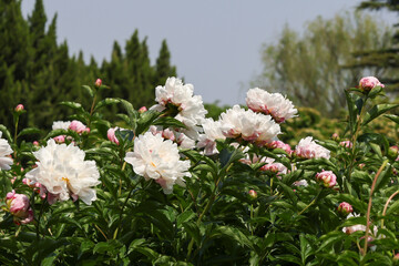 Fototapeta premium Peony flowers in the garden, Luoyang, China