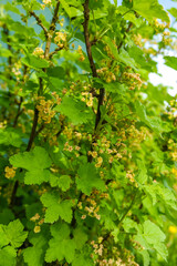 Spring flowering of red currants. Green unripe red currant berries on a bush on a sunny day